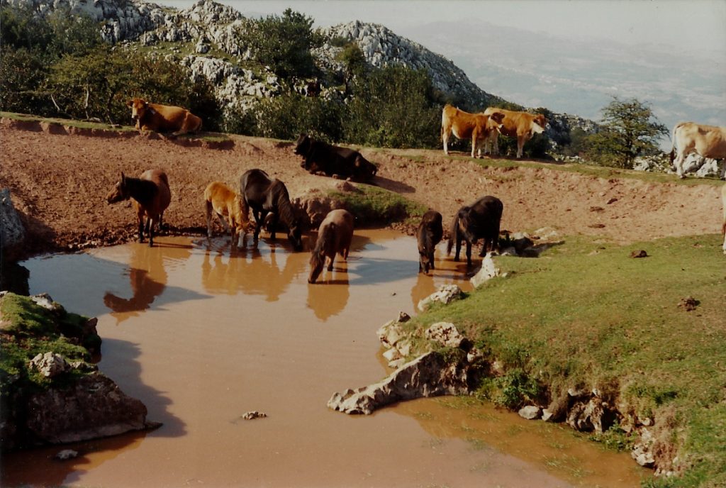 Caballos en el Sueve - Zenit 12 - Año 1989